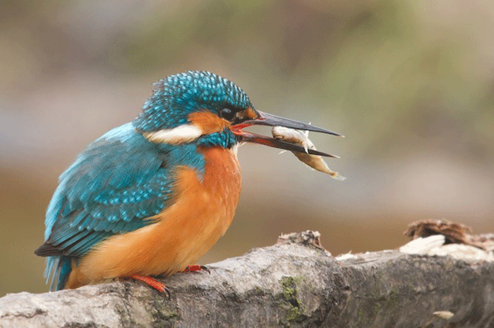 IJsvogel - foto Joke Huijser-Spekken