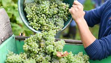 Nach schlechter Ernte 2017: Super-Sommer bringt 30 Prozent mehr Wein