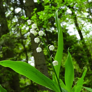 Aquarelle muguet