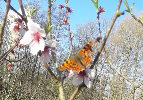 Vlinder op amandelbloesem