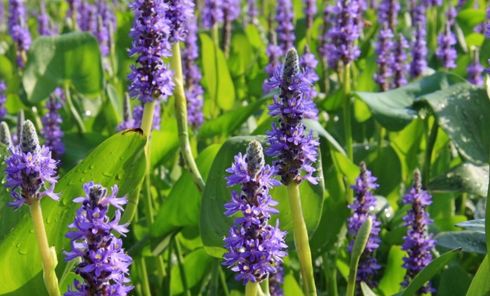 Snoekkruid, een eetbare waterplant