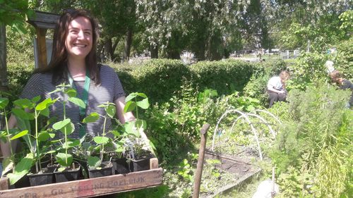 Ellis met gekweekte planten