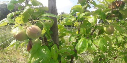 Een appleboompje op Heerdeberg