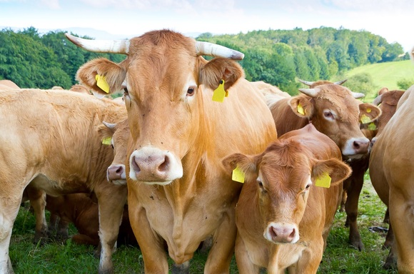 Tierquälerei-Skandal im Allgäu: BGH knallhart im Urteil! (© Jürgen Fälchle - stock.adobe.com)