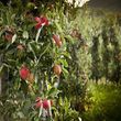 Planten in de bosrand