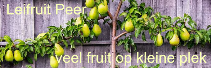 leifruit