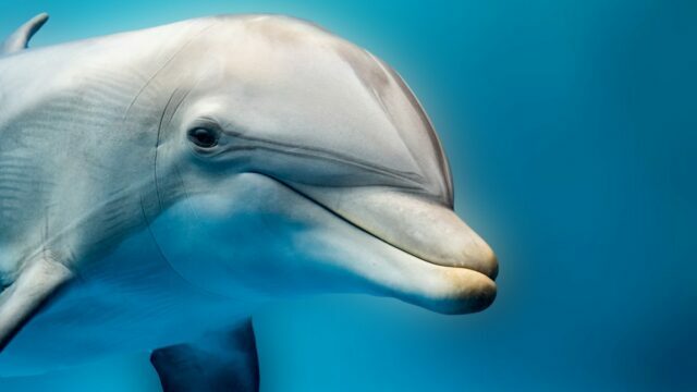 dolphin-smiling-eye-close-up-portrait-detail