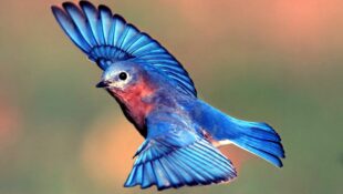 male-eastern-bluebird-in-flight