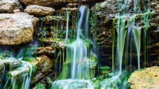 small-waterfall-on-stones-covered-with-freshwater-green-algae-enteromorpha-sp