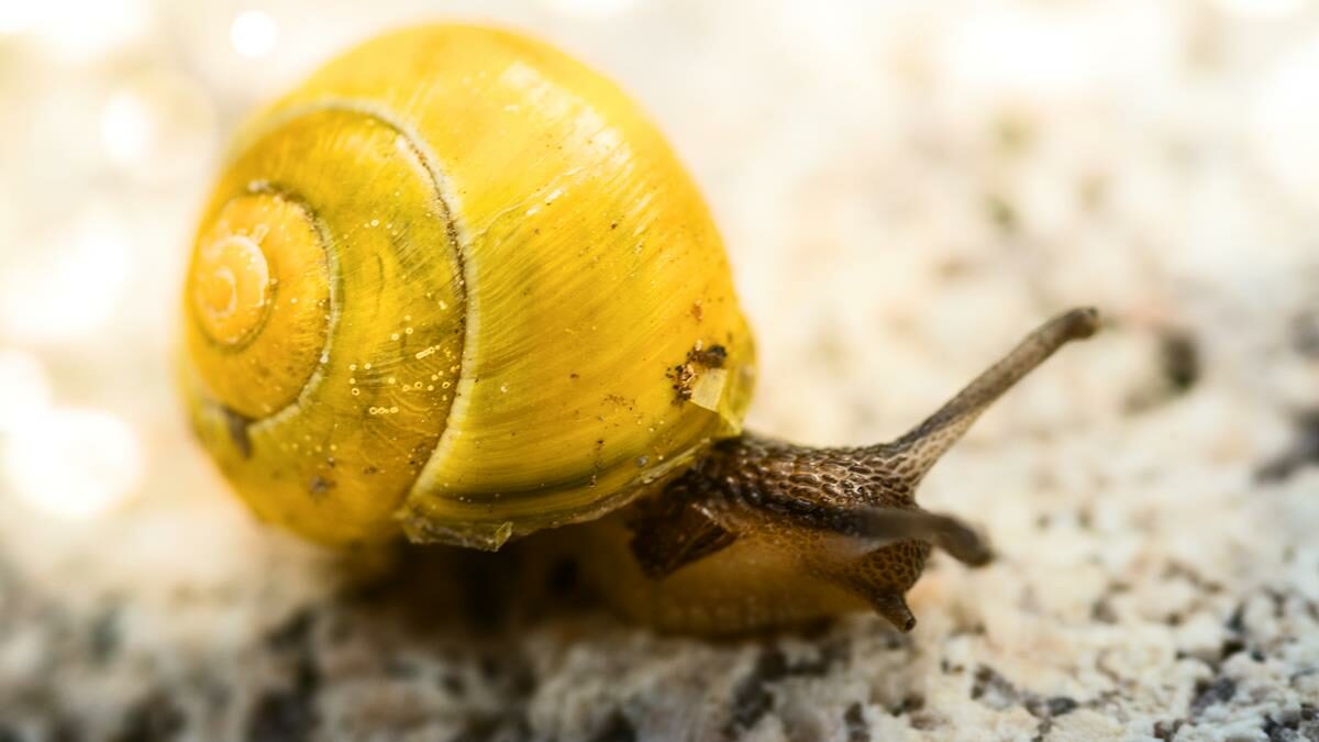 garden-snail-on-a-rock