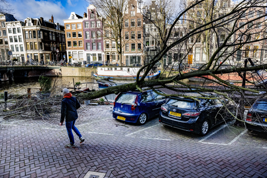 Storm, omgevallen boom op auto's.