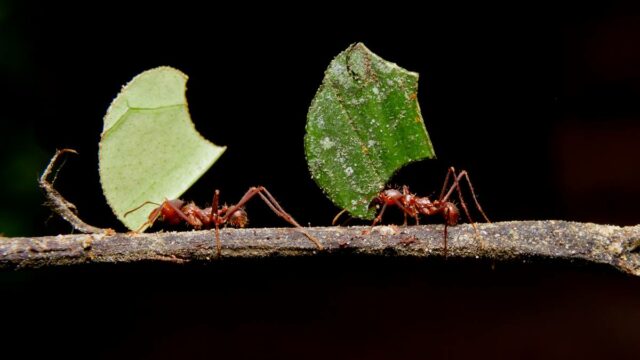 leaf-cutter-ants-carrying-leaf-black-background