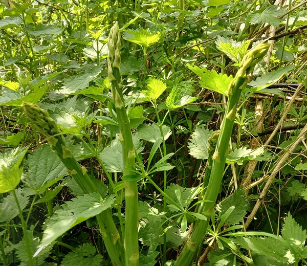 Asperges op Eetbaar Park